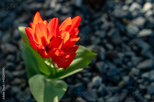 tulipa praestans hoog red tulip in a rock garden with stones