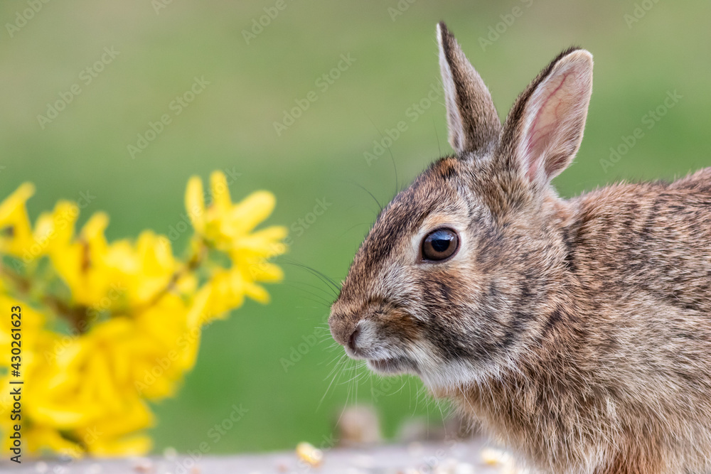 Eastern Cottontail Rabbit, Sylvilagus floridanus, Springtime in grass with beautiful soft sunlight Eastern Cottontail Rabbit, Sylvilagus floridanus, Springtime in grass with beautiful soft sunlight