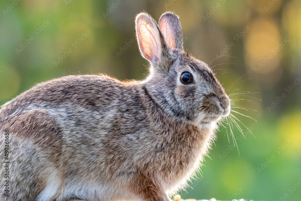 Fototapeta premium Eastern cottontail rabbit with beautiful golden yellow bokeh