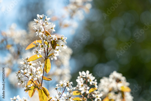 Amelanchier canadensis shadbush with a beautiful bokeh in spring