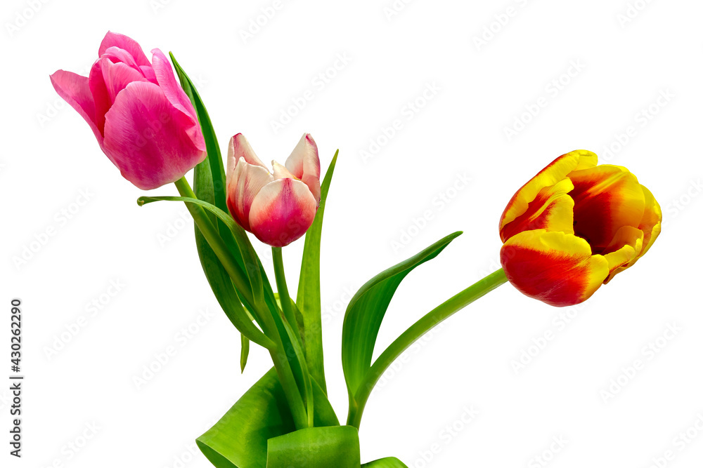 A Bouquet of Red-Yellow and Red-White Tulips. Cut On White Background A Bouquet of Red-Yellow and Red-White Tulips. Cut On White Background