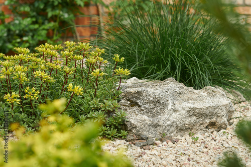 Ornamental garden plants. On the left - stonecrop with yellow flowers. Behind the stone - a bush commonly known as tufted hairgrass or tussock grass
