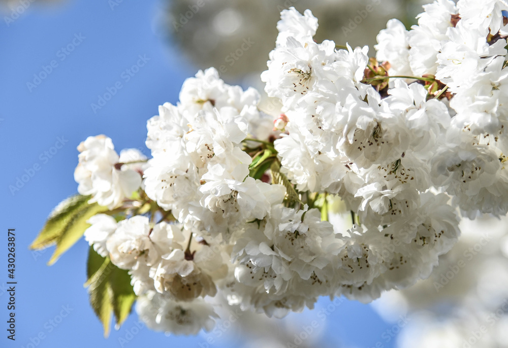 Apple blossom in Spring on a blue sky Spring Spring Apple blossom in Spring on a blue sky Spring Spring