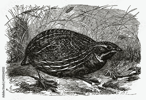 common quail, coturnix sitting on the ground between grasses. Illustration after an antique engraving photo