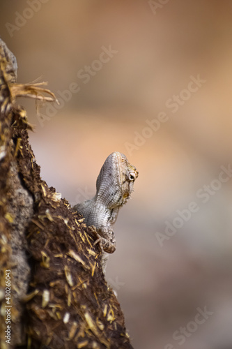 sparrow on a branch