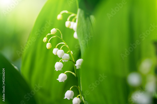 Close-up detail macro view of growing Lily of the valley flower. Convallaria majalis wild plant in garden or forest. Delicate small bell blossom beauty against fresh green leaves background sunny day