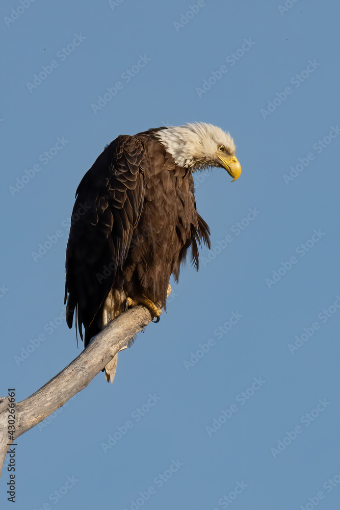 Obraz premium Perched Adult Bald Eagle