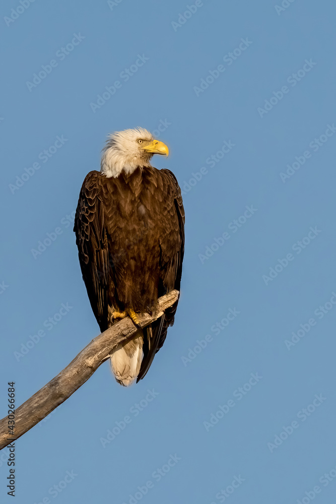 Perched American Bald Eagle Perched American Bald Eagle