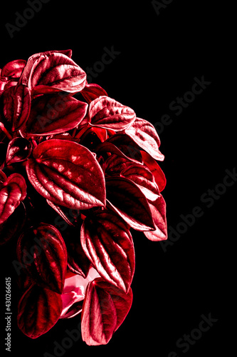 Abstract Red Leaves on Isolated Black Backdrop
