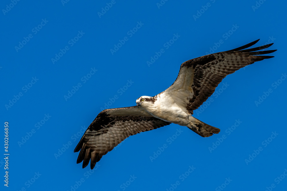Osprey with wings spread in flight against a blue sky Osprey with wings spread in flight against a blue sky
