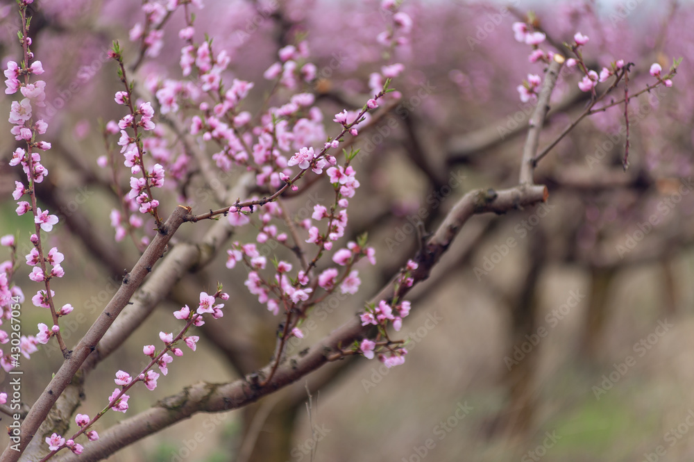 Close up of blooming peach branches Close up of blooming peach branches