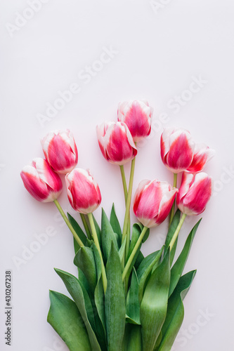 Pink and white tulips on white background. Flat lay, top view.