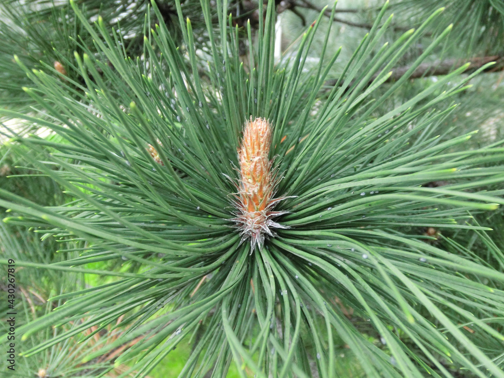 Blooming pitsunda pine close-up.Blooming pine branch close-up. Long needles and a bump. Blooming pitsunda pine close-up.Blooming pine branch close-up. Long needles and a bump.