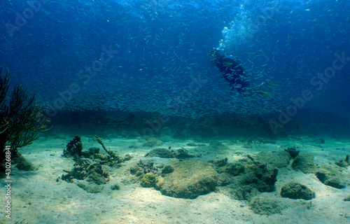 coral reef   caribbean sea   Venezuela