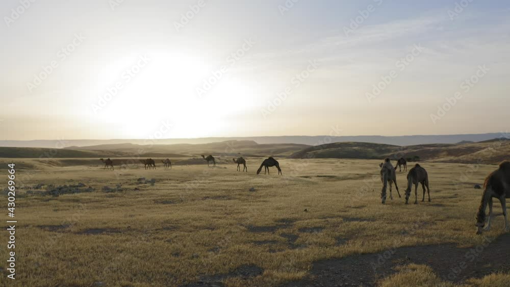 Camel Caravan crossing a desert landscape at sunrise, Aerial view. Camel Caravan crossing a desert landscape at sunrise, Aerial view.