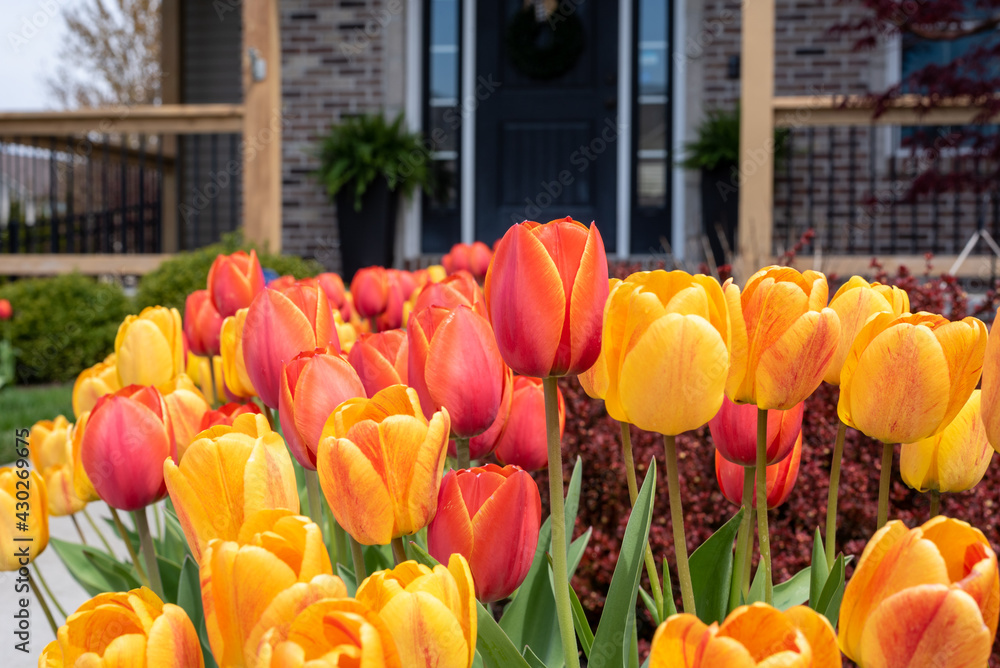 Beautiful yellow and orange tulips at the front entrance of a home
