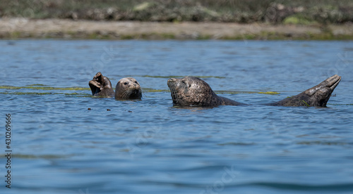 Big Harbor Seal