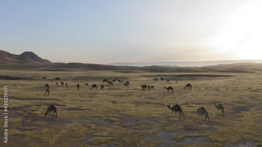 Camel Caravan crossing a desert landscape at sunrise, Aerial view.