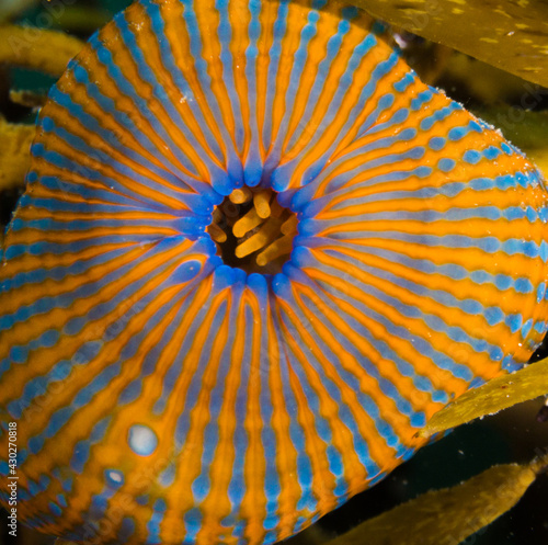 Epiactis spp anemone