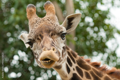 Giraffe Looking Down with a Smiley Face Close-Up