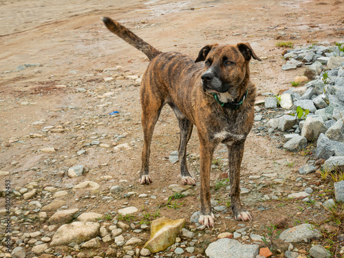 Brown Mongrel Dog on River Bank in Guatape  Colombia