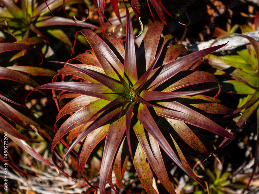Obraz premium New Zeland Alpine Dracophyllum shrub