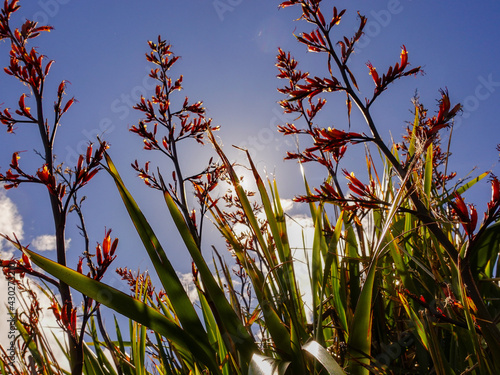 New Zealand Flax / Harakeke photo