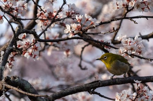 Wallpaper Mural White-eyes bird is on Cherry Blossom tree. Torontodigital.ca