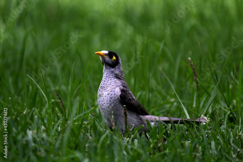 bird in the grass
