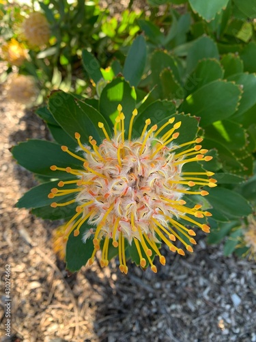 cactus in bloom