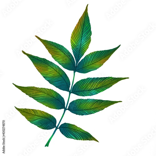 Hand-drawn watercolor illustration. Isolated image, With high resolution for printing on a white background