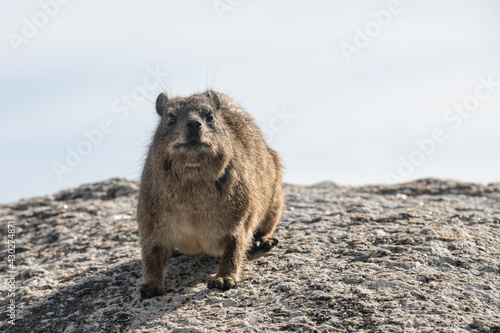 Cape hyrax on a stone