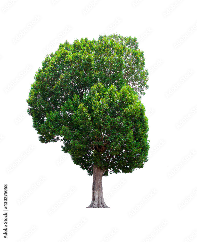 isolated tree  is located on a white background. Collection of isolated tree on white background Tropical tree