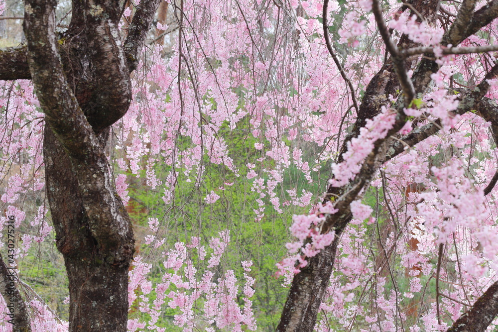 八重紅枝垂れ桜 八重紅枝垂れ桜