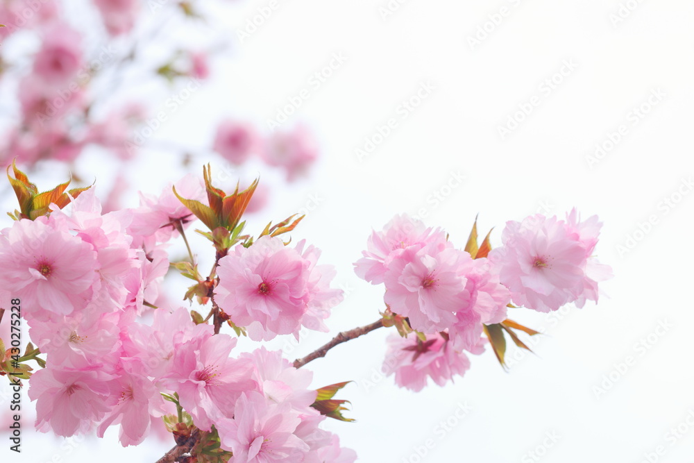 満開の八重桜