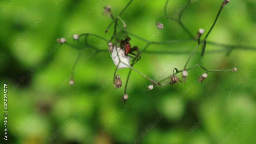 Close up an orange spider that lays its eggs on the body of a dead insect preyed upon and wrapped in a spider web which is located on top of small plant with the plant Close up an orange spider that lays its eggs on the body of a dead insect preyed upon and wrapped in a spider web which is located on top of small plant with the plant