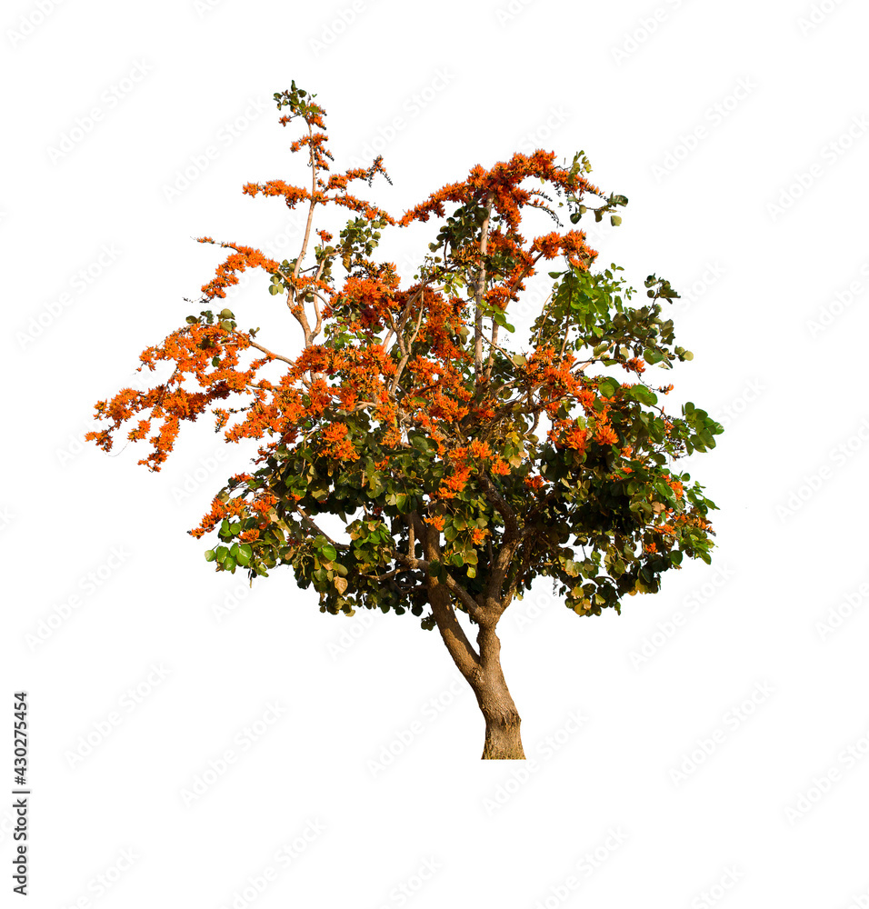 tree with red berries