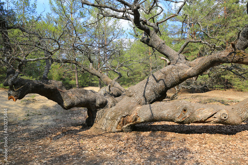 old big oak tree
