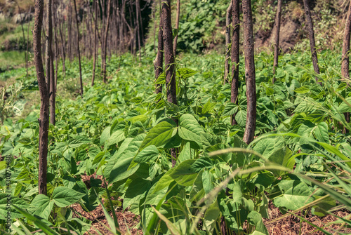 Green bean plantation growing on stakes, Madeira Island