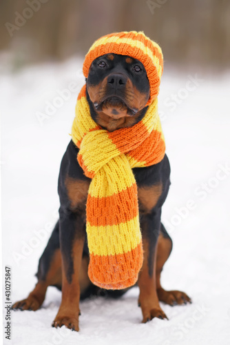 Adorable black and tan Rottweiler dog posing outdoors sitting on a snow wearing an orange knitted scarf and hat in winter photo