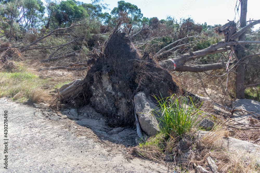 Photograph of fallen trees in Yarramundi Reserve in regional Australia Photograph of fallen trees in Yarramundi Reserve in regional Australia