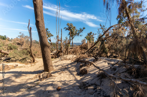 Photograph of fallen trees in Yarramundi Reserve in regional Australia