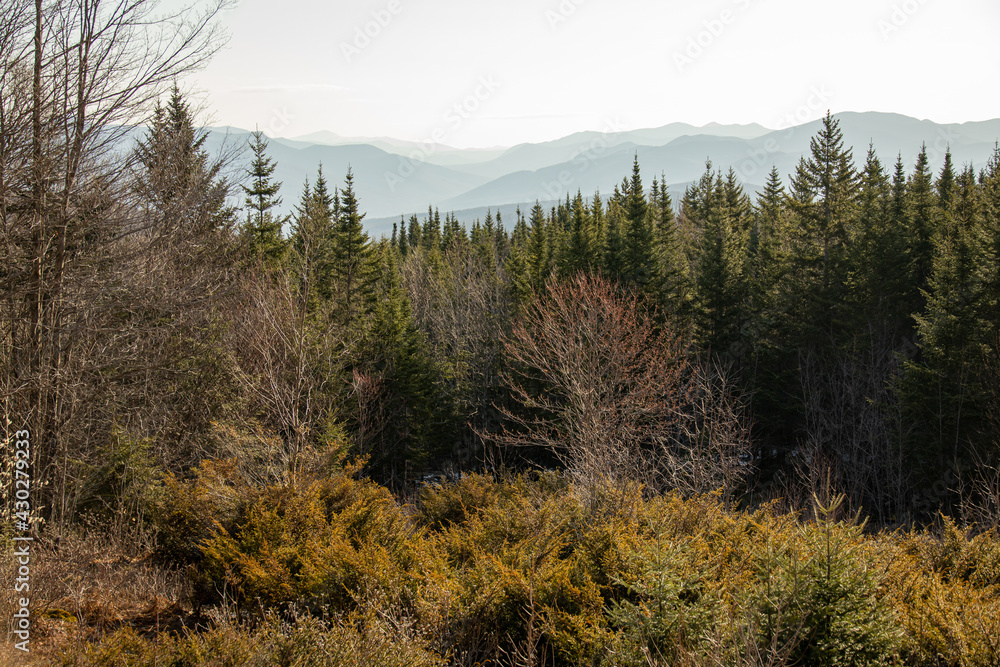 A forest with many bushes and evergreen pine trees with mountains in the background.