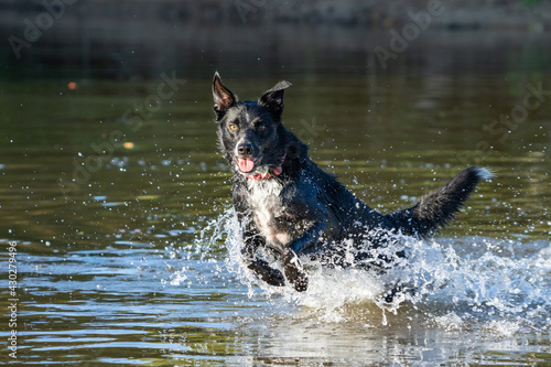 Border Collie playing in the water. #dog #bordercollie #dog playing #water 