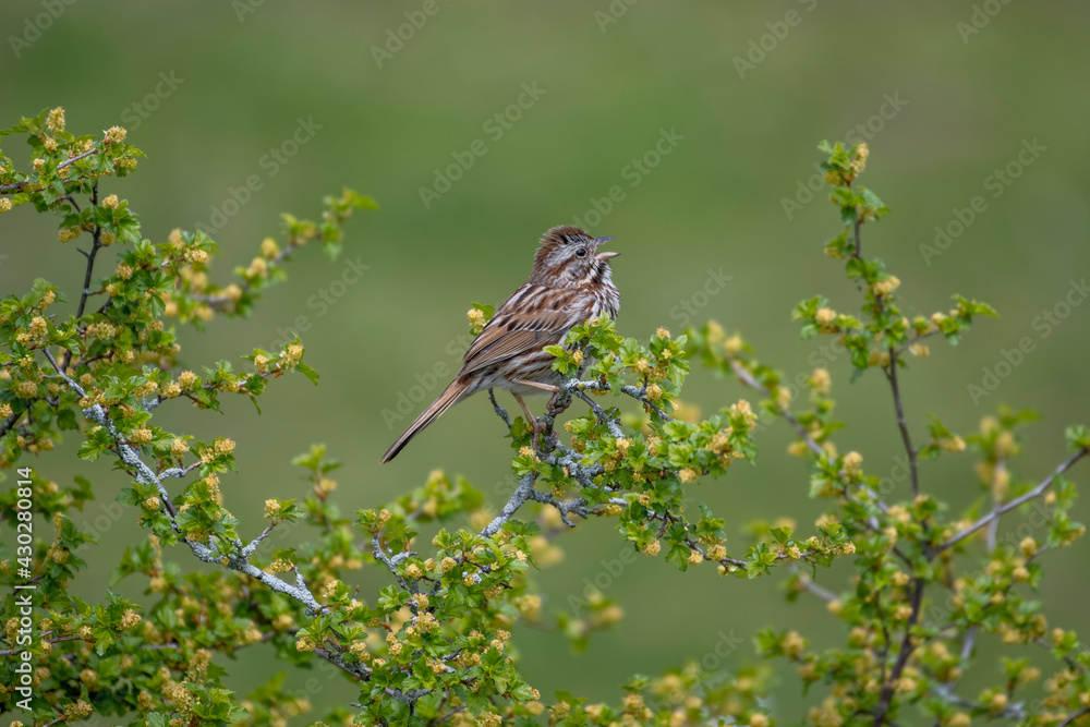 Close-up of a singing song sparrow Close-up of a singing song sparrow