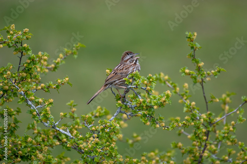 Close-up of a singing song sparrow © Ayman Haykal