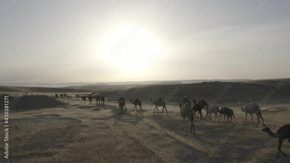 Camel Caravan crossing a desert landscape at sunrise, low pass above the Caravan. Camel Caravan crossing a desert landscape at sunrise, low pass above the Caravan.
