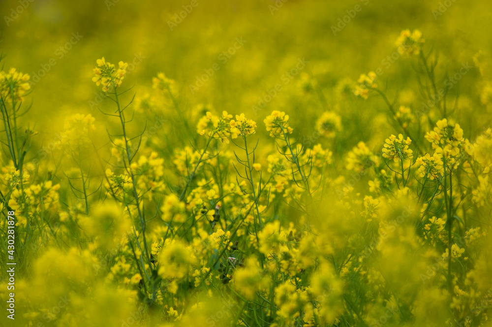 Campo de flores amarillas cartago 