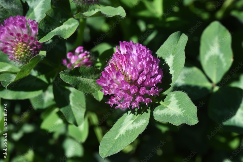 Red clover (Trifolium pratense). Fabaceae perennial grass. Red clover (Trifolium pratense). Fabaceae perennial grass.