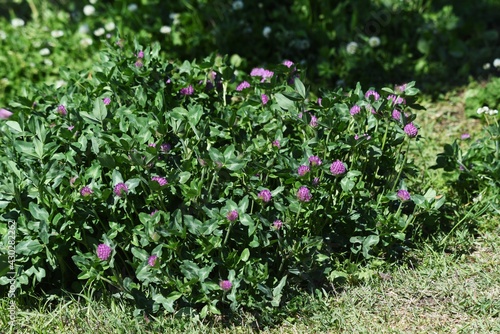 Red clover  Trifolium pratense . Fabaceae perennial grass.